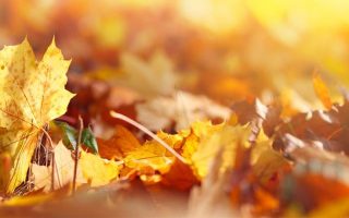 autumn2